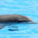 Marineland - Dauphins - 009